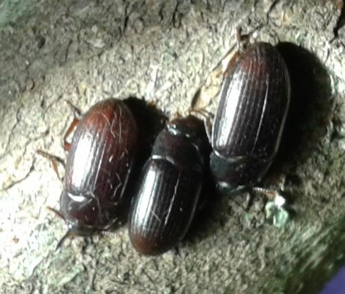 Alphitobius diaperinus